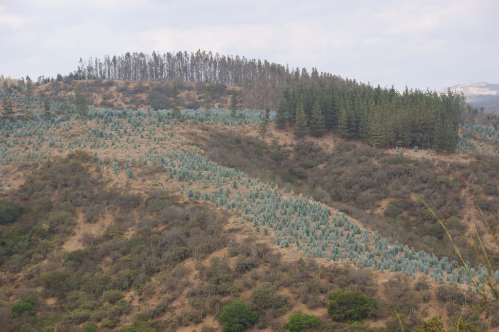 Blue Hillsides.  Distant vistas of Pinus radiata mixed with Eucalyptus globulus